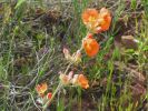 PICTURES/Wildflowers - Desert in Bloom/t_Globe Mallow3.JPG